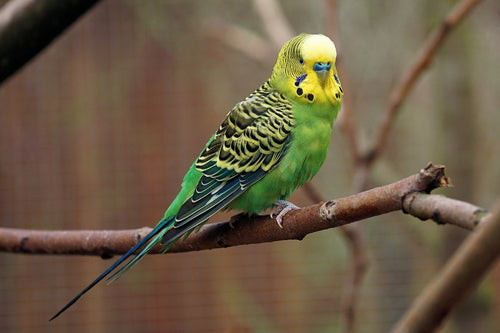 Everything You Need to Know About Your New Parakeet