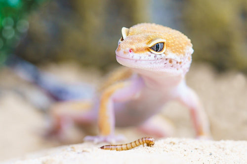 Help Reptiles Through Climate Changes