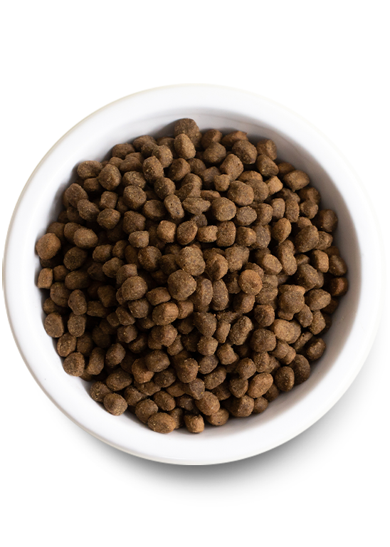 Dog kibble outlet