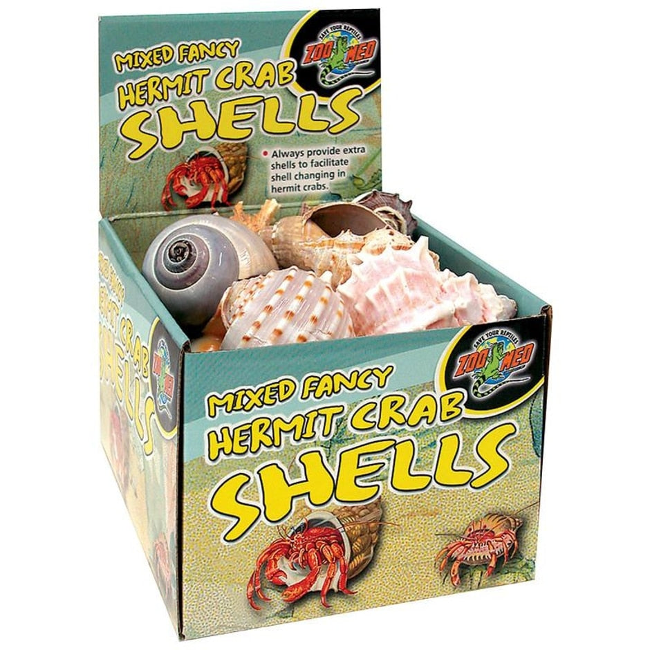 HERMIT CRAB FANCY SHELLS DISPLAY - Hilton, NY - Pet Friendly