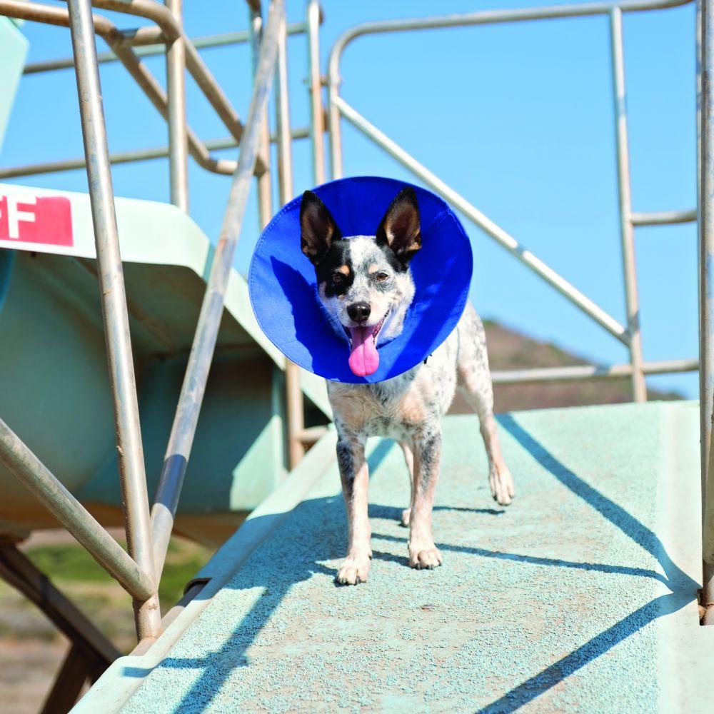 Soft cone collar for sales dogs