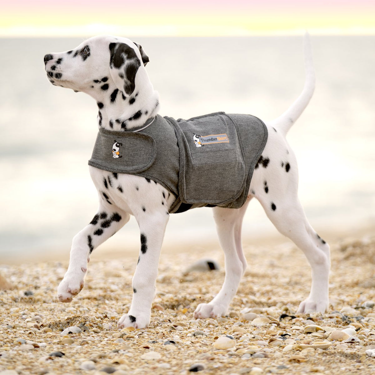 The thundershirt for fashion dogs