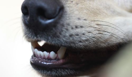 Healthy Dental Practices for Pets