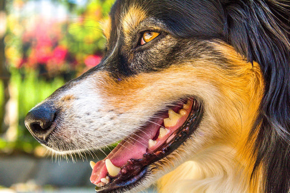 Healthy Dental Practices for Pets