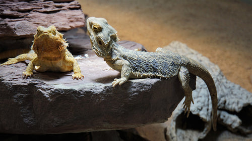 Best Pet Reptiles for Children