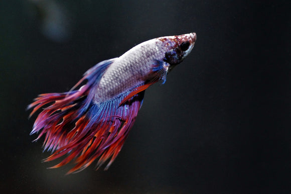 Facts and Tips About Betta Fish