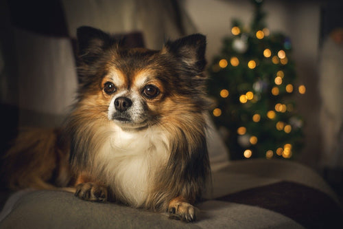 Keeping Pets Safe During the Holidays