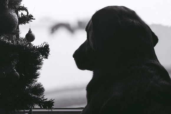Keep Pets and Christmas Trees Separate