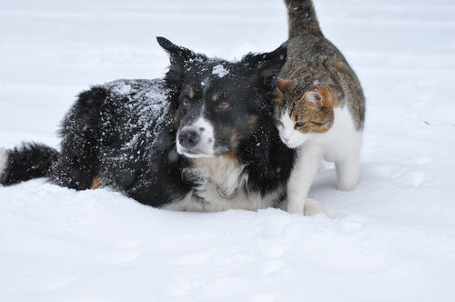 How Long Should Pets Be Out In Winter