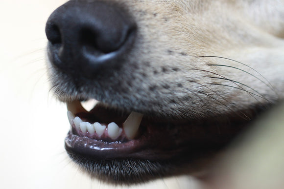 Clean Your Pet's Teeth at Home