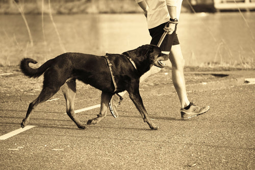 Summer Exercise Ideas to Enjoy With Your pet