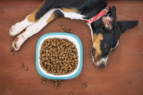 Learning the Difference Between Treats and Poisons for Your Pets