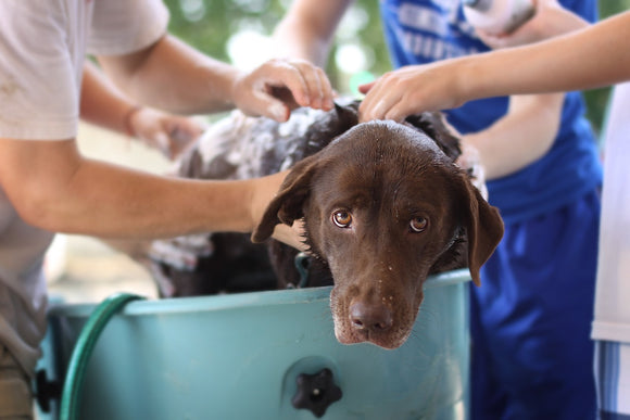 What Are The Cleanest Dog Breeds?