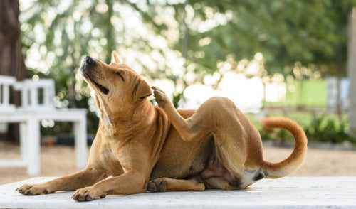 Does Your Dog Have a Flea Allergy?