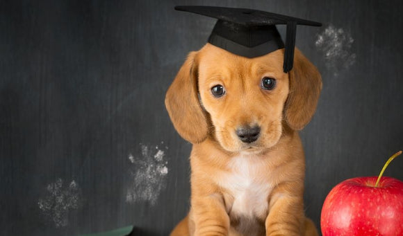 Back-to-School Blues: Helping Pets Cope with Schedule Changes