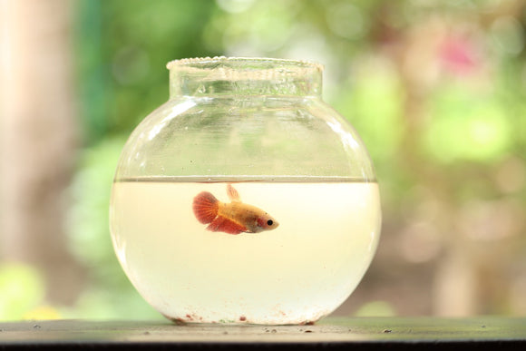 What To Do When Your Fish Always Hide