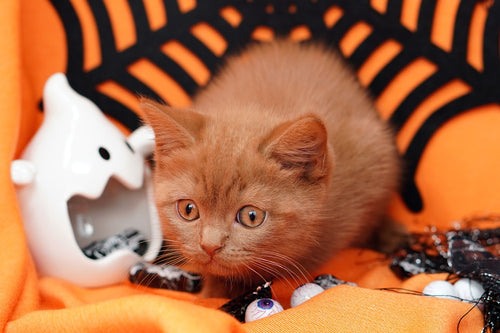 Keep Your Pets Safe While Trick-Or-Treating this Halloween
