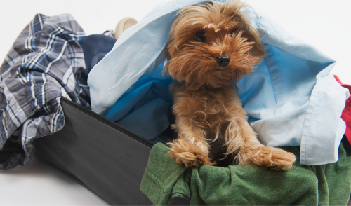 Holiday Travel Must-Haves With Pets