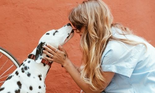 How to Greet a Dog and Why it Matters to Greet Safely