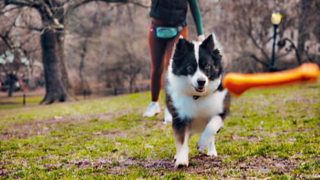 Tall Tails Goat Sport Bone Dog Toy