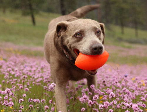 Ruff Dawg Football Rubber Retrieving Dog Toy (XL 6″ x 3″ for dogs 40 lbs. and over.)