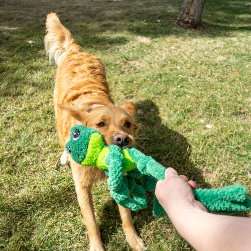 KONG Knots Frog Assorted Dog Toy (Large/X-Large, GREEN)