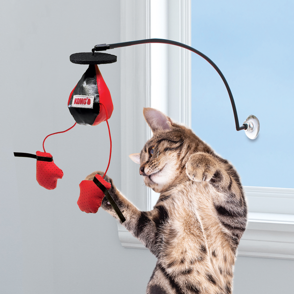 Kong Connects Window Boxing - Hilton, NY - Pet Friendly Pickup