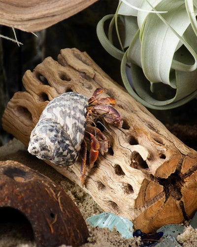 Galapagos Cholla Wood