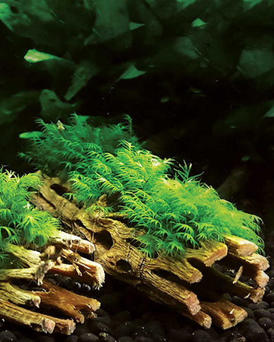 Galapagos Cholla Wood