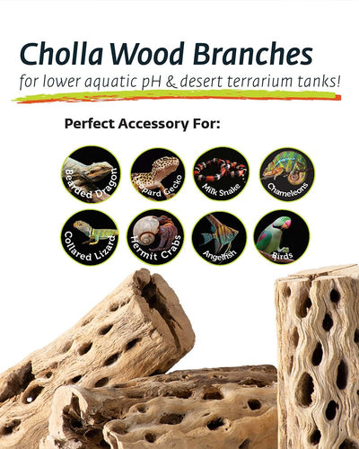 Galapagos Cholla Wood