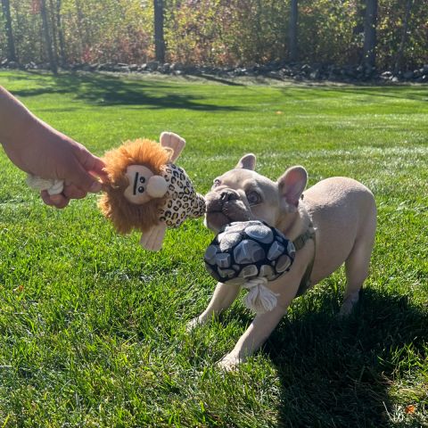 Territory Caveman Treat-and-Tug Dog Toy