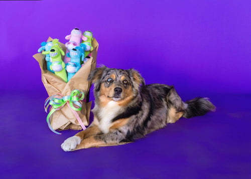 MultiPet LOOfA® Dog Birthday Dog Toy