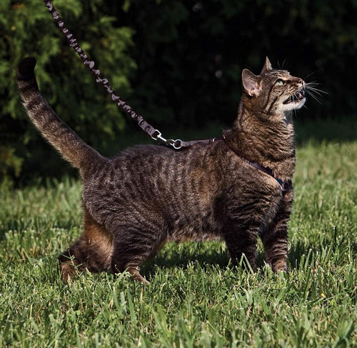 PetSafe Come with Me Kitty Black Silver Harness and Bungee Leash for Cats Hilton NY Pet Friendly Pickup Delivery