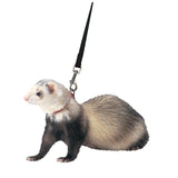 FERRET HARNESS AND LEAD